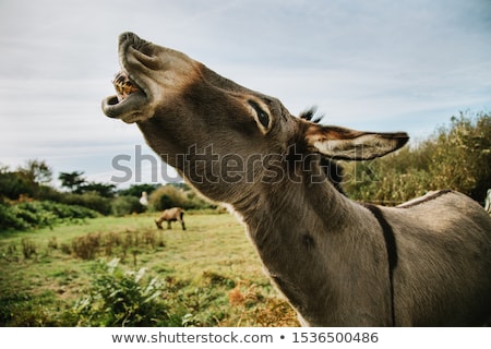 Stock foto: Cute Donkey With Happy Face