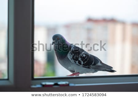 Stock fotó: Pigeon In Amsterdam