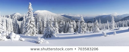 Foto stock: Snow Covered Trees