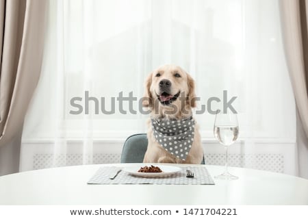 Zdjęcia stock: Dinner Meal At Table Dog