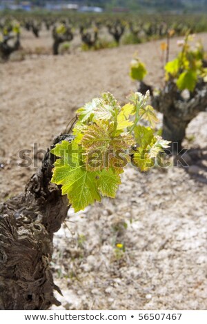 Winnica Pierwsze Wiosenne Kiełki W Polu Wierszu W Hiszpanii Zdjęcia stock © lunamarina