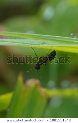 ストックフォト: Macro Ant In Grass With Dew