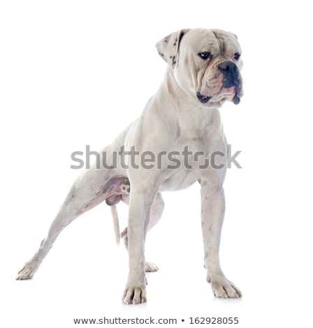 Grand chien de garde [[stock_photo]] © cynoclub