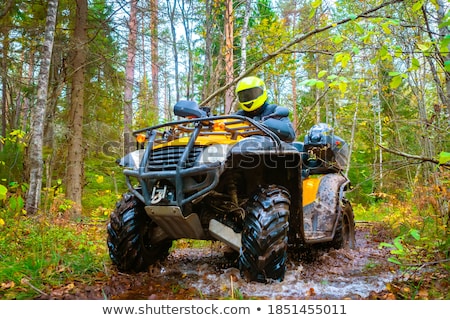 [[stock_photo]]: élo · debout · dans · les · bois