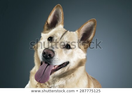 Foto stock: German Shepherd Relaxing In The Dark Studio