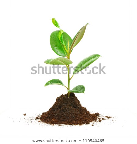 [[stock_photo]]: Young Plant In Ground Over White Background