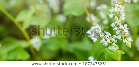 [[stock_photo]]: The Yield Of Buckwheat