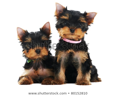 Foto d'archivio: Two Curious Little Yorkshire Puppy Dogs