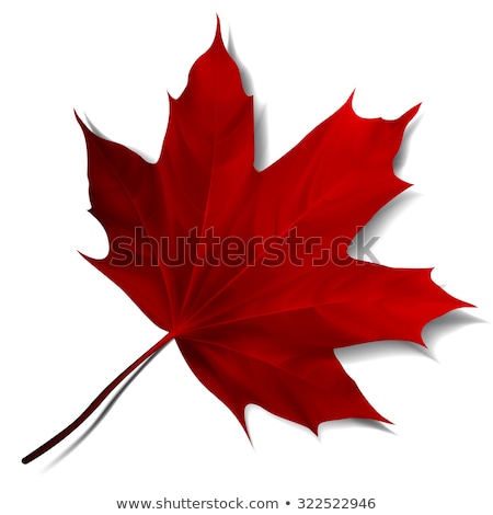 [[stock_photo]]: Realistic Red Maple Leaf Vector Illustration