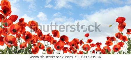 Foto stock: Red Poppy Flowers