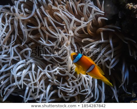 Stock fotó: Blowfish On Seabed