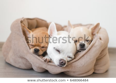 ストックフォト: Dog Sleeping In The Doghouse