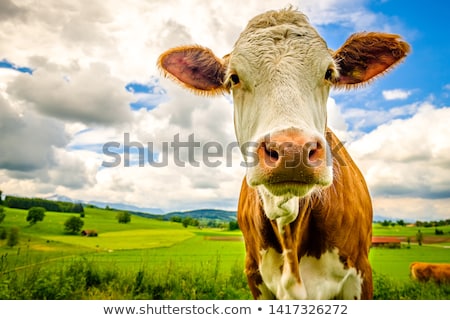 Stockfoto: Cattle In Bavaria