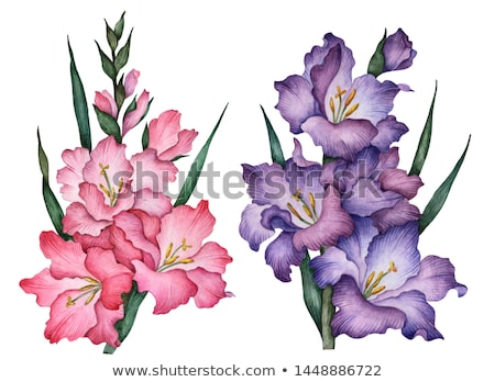 Foto stock: Green Gladiolus Flower Closeup