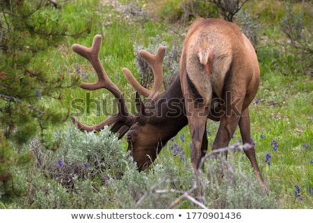 Stock photo: Large Bull Elk Grazing In Summer Grass In Yellowstone