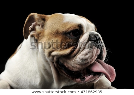 Stockfoto: English Bulldog Sticking Out His Tongue In The Dark Studio