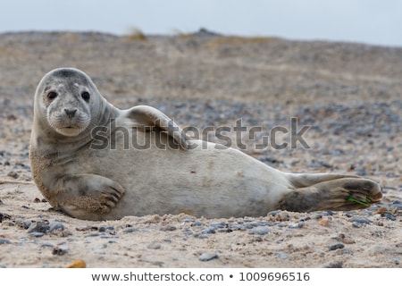 Stock photo: Sealions At The Beach