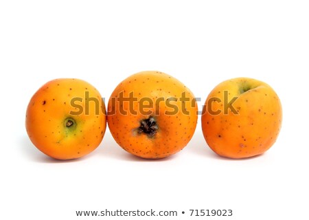 Stock photo: Tecojote Winter Fruit Crataegus Pubescens Stipulacea