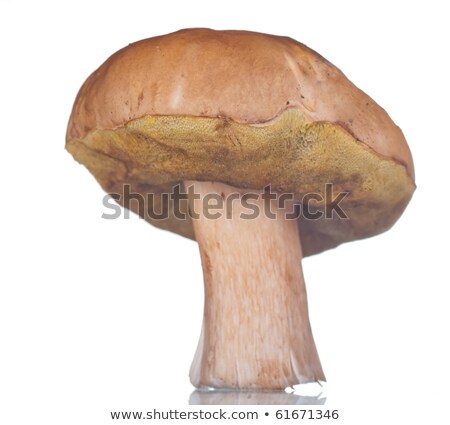 Stock photo: Growing White Cep Close Up