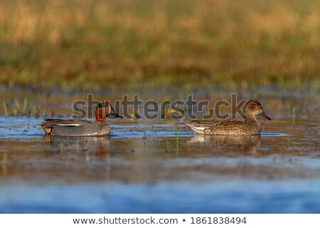 Eurasian Common Teal Anas Crecca Floating Lake Stock foto © Elenarts