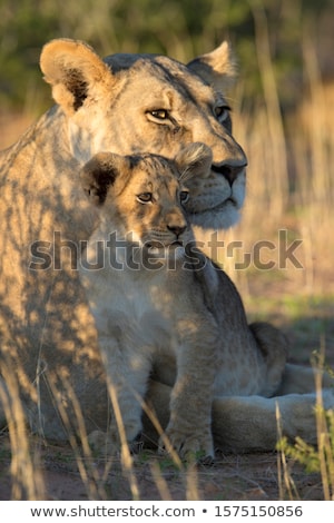 Stock fotó: African Lion Panthera Leo