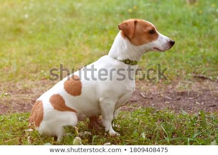 ストックフォト: Obedient Jack Russell Terrier In Profile