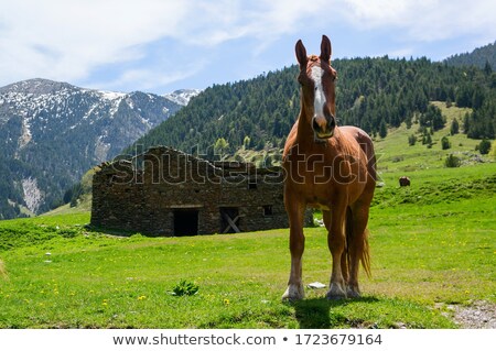 ストックフォト: Houses On A Hill With Pyrenees Mountains View