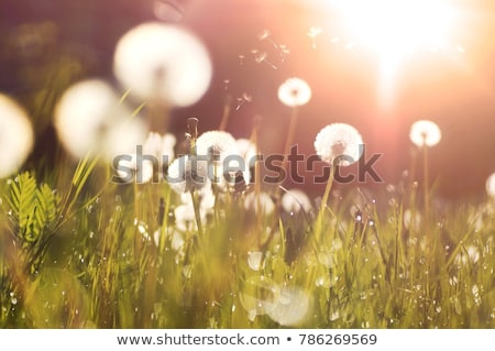 Stock photo: Field Flower And Weed At Summer Sunset