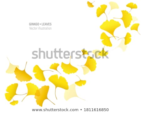 Foto stock: Edicina · alternativa · Terapia · de · Ginkgo · Biloba