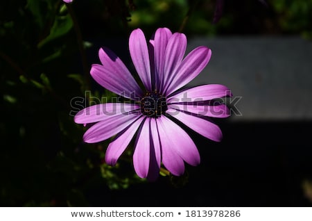 Foto stock: Lor · roxa · e · rosa · da · margarida · em · flor · tola