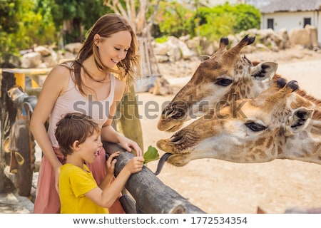 [[stock_photo]]: Happy Young Woman Watching And Feeding Giraffe In Zoo Happy Young Woman Having Fun With Animals Saf