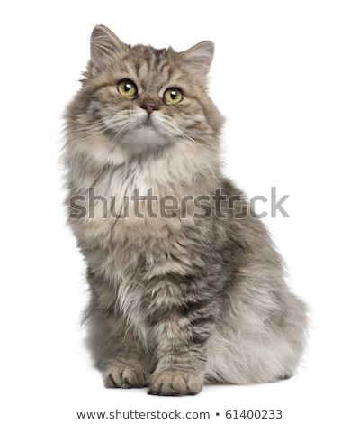 ストックフォト: Fluffy British Longhair Kitten Isolated On White Background