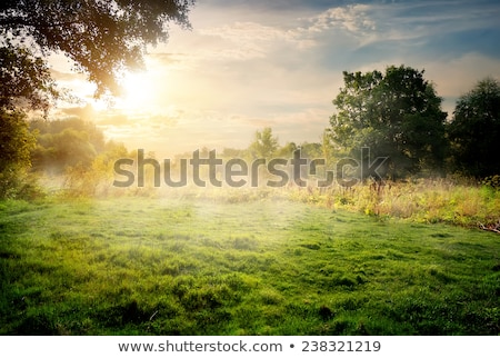 Stok fotoğraf: Forest And Meadow