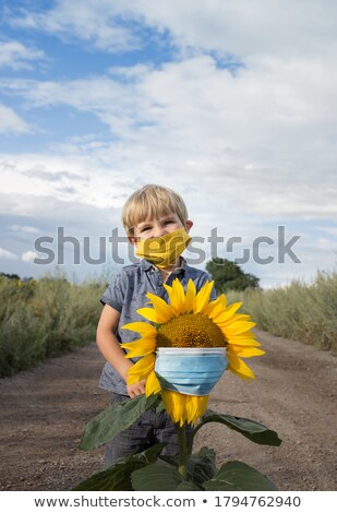 Stockfoto: Four Sunflowers Against Blue Sky