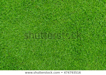 ストックフォト: Green Grass Background