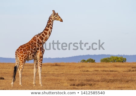 Stock photo: Giraffe Giraffa Camelopardalis