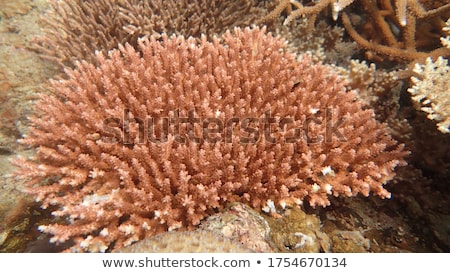 Zdjęcia stock: Coral Texture Found In The Red Sea