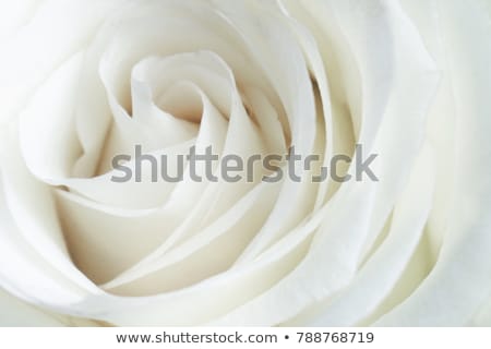 Foto stock: Macro Close Up Of White Roses In Wedding Bouquet