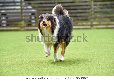 Сток-фото: Border Collie Dog In Long Grass