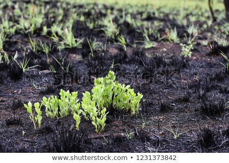 Foto d'archivio: Uova · erba · in · crescita · che · emerge · dalle · ceneri · in · un · campo · bruciato