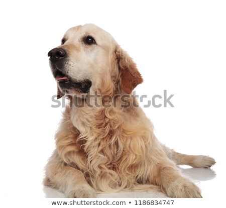 Foto d'archivio: Adorable Golden Retriever With Tongue Exposed Lies And Looks Up
