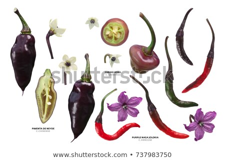 Stock fotó: Purple Capsicums Chile Peppers Paths