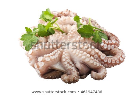 Zdjęcia stock: Octopus Isolated On White Background Fresh Seafood Underwater Marine Animal Vector Illustration