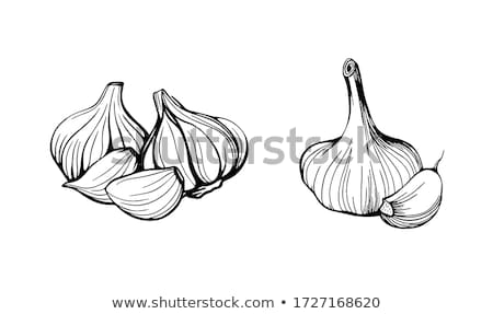 Сток-фото: Head Of The Garlic