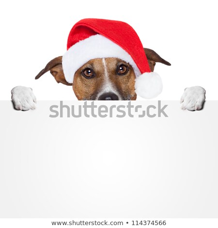 Stock foto: Christmas Banner Placeholder Dog
