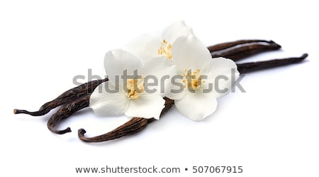 Foto stock: Vanilla Pod