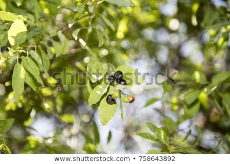 Foto stock: Santalum Album Indian Sandalwood Seed