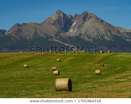 Stok fotoğraf: Sheaves Of Hay In The Carpathians