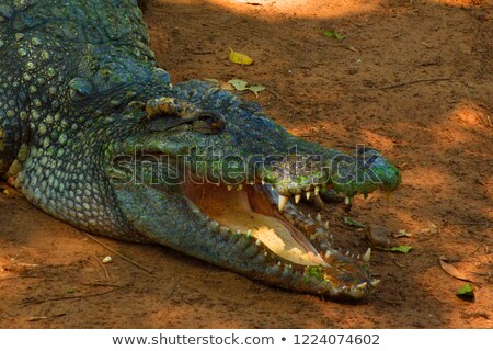 ストックフォト: Top View Of Saltwater Crocodile Top Skin Crocodylus Porosus Or Buaya Muara Or Indo Australian Croc