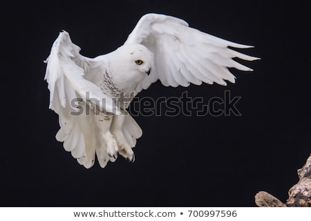 Foto stock: Snowy Owl In Flight